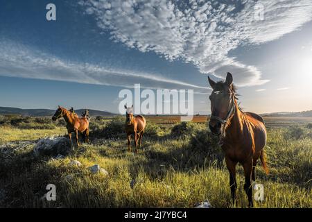 Herrliche Pferde auf der grünen Wiese im Frühling, schöner blauer Himmel mit original hübschen Wolken darüber. Stockfoto