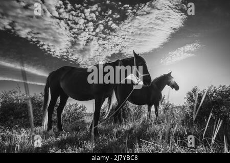 Herrliche weidende Pferde auf der Wiese im Frühling, schöner Himmel mit original hübschen Wolken über schwarz-weißen Farben. Stockfoto