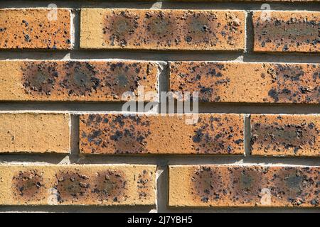 Vollformatbild der alten beigefarbenen Ziegelwand. Für Hintergrund, Poster, Loft-Stil, Textur, viel Platz für Text. Stockfoto