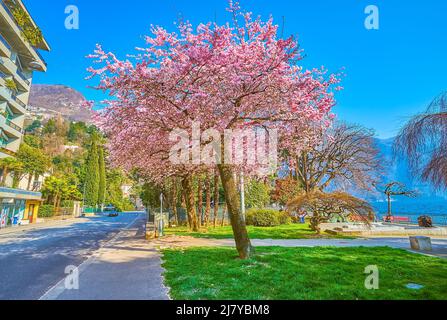 Die schöne blühende Rosenkirsche auf dem Park am Luganer See, Lugano, Schweiz Stockfoto