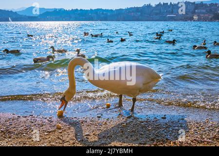 Der lange Hals des wilden weißen Schwans am Luganer See in der Stadt Lugano, Schweiz Stockfoto