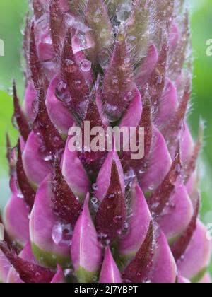 Violette Lupine blüht mit Wasser und Blattläusen Stockfoto