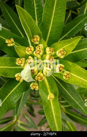 Makroaufnahme von Veronica Orientalis mit Mustern und Texturen im Frühjahr Stockfoto