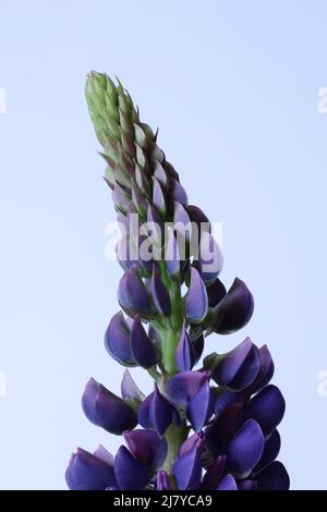 Lila Lupine Blume Nahaufnahme mit einem weißen Hintergrund Stockfoto