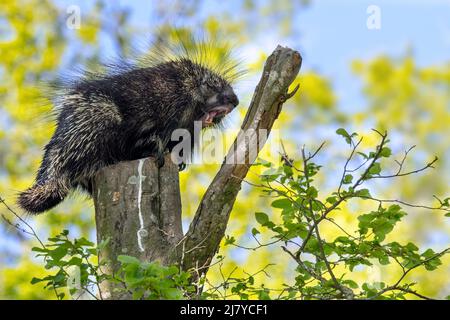 Kanadier/Nordamerikanisches Stachelschwein (Erethizon dorsatum), das im Baum aufwacht und beim Gähnen große Schneidezähne zeigt, stammt aus Nordamerika Stockfoto