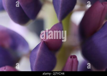 Herzförmige violette Lupinenblütenblätter Stockfoto