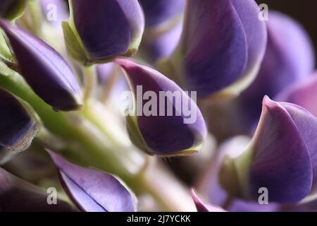 Nahaufnahme des violetten Lupinenblattes Stockfoto