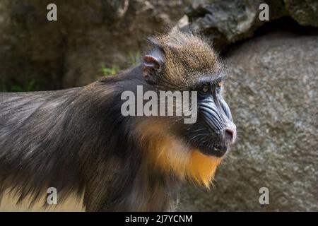 Mandrill (Mandrillus sphinx), junger Rüde, aus West-Zentralafrika stammender Altweltaffe Stockfoto