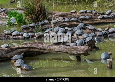 Rotohrschildkröten (Trachemys scripta elegans) und gelbbäuchige Slider, die sich in der Sonne am Baumstamm im Teich sonnen, invasive Schildkrötenarten in Europa Stockfoto