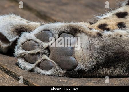 Persischer Leopard, Nahaufnahme der hinteren Pfote des Hintergliedes / Hinterfußes / Hinterbeins mit digitalen Pads und Mittelfußpolstern / Mittelfußpolstern Stockfoto