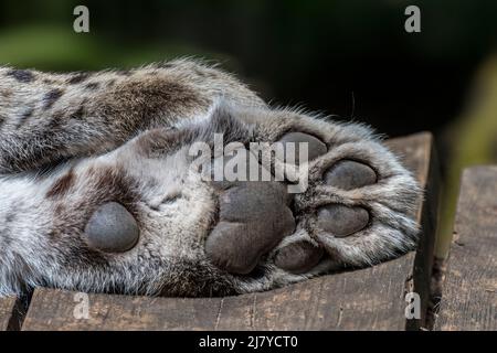 Persischer Leopard, Nahaufnahme von Vorderpfote / Vorderbein / Vorderbein mit digitalen Pads, Karpaltpad und Mittelpfal- / Mittelfußpolster Stockfoto