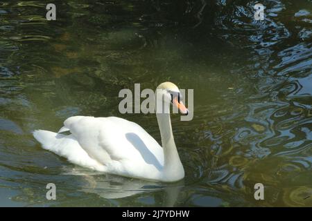 Weissen Schwan schwimmen Stockfoto