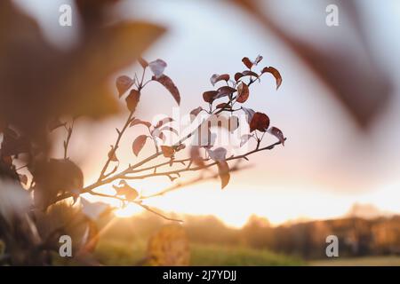 Dramatischer Sonnenuntergang Himmel durch Silhouetten von Bäumen und Blättern. Hochwertige Fotos Stockfoto