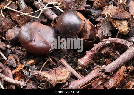 Conkers im Herbstgarten Stockfoto