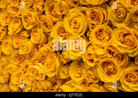 Detail der gelben Rosen in einer Lastacaft Antihistaminika-Augentropfen-Markenaktivierung in Flatiron Plaza in New York am Dienstag, den 26. April 2022. Die gelben Rosen in der instagramierbaren Installation erinnern den Verbraucher daran, dass Lastacaft ein Antihistaminikum ist, das Augenallergien lindern soll. (© Richard B. Levine) Stockfoto