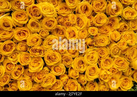 Detail der gelben Rosen in einer Lastacaft Antihistaminika-Augentropfen-Markenaktivierung in Flatiron Plaza in New York am Dienstag, den 26. April 2022. Die gelben Rosen in der instagramierbaren Installation erinnern den Verbraucher daran, dass Lastacaft ein Antihistaminikum ist, das Augenallergien lindern soll. (© Richard B. Levine) Stockfoto