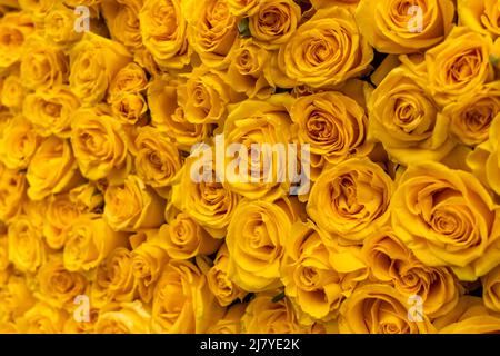 Detail der gelben Rosen in einer Lastacaft Antihistaminika-Augentropfen-Markenaktivierung in Flatiron Plaza in New York am Dienstag, den 26. April 2022. Die gelben Rosen in der instagramierbaren Installation erinnern den Verbraucher daran, dass Lastacaft ein Antihistaminikum ist, das Augenallergien lindern soll. (© Richard B. Levine) Stockfoto