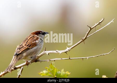 Ein männlicher Haussperling sitzt auf einem Zweig und ruht Stockfoto