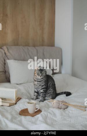 Niedliche schottische gerade graue Tabbykatze, die zu Hause im sanften Morgenlicht auf dem Bett sitzt. Buchen Sie eine Tasse Zitronentee auf dem warmen, weichen Bett. Skandinavischer Stil Stockfoto