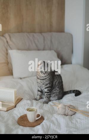 Niedliche schottische gerade graue Tabbykatze, die zu Hause im sanften Morgenlicht auf dem Bett sitzt. Buchen Sie eine Tasse Zitronentee auf dem warmen, weichen Bett. Skandinavischer Stil Stockfoto