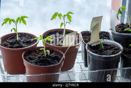 Solanum lycopersicum: Tomatensämlinge wachsen zu Hause in einem Topf Stockfoto