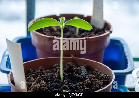 Gurken Sämlinge in Torftabletten auf einem Holztisch in der Sonne im Garten.Pflanzmaterial-Set.biologisch abbaubares natürliches Pflanzmaterial für den Anbau Stockfoto