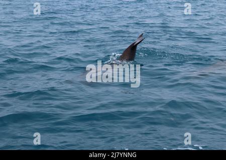 Ein atlantischer Tümmler (Tursiops trunkatus) in der Nähe von Abalone Caye, Port Honduras Marine Reserve, Belize Stockfoto