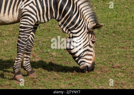 Ein Hartmann-Bergzebra (Equus zebra hartmannae), das das grüne Gras weidet Stockfoto