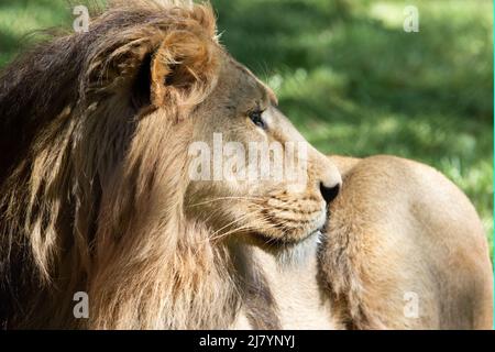 Ein männlicher asiatischer Löwe (Panthera leo persica), der mit dem Kopf in den Schatten gewendet und im Hintergrund grünes Gras hat Stockfoto