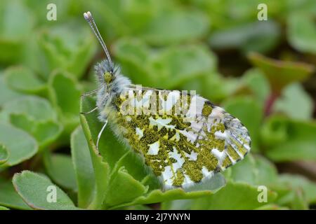 Schmetterling mit orangefarbener Spitze, roosting, mit melierter grüner Tarnung Stockfoto