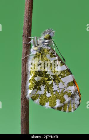 Schmetterling mit orangefarbener Spitze, roosting, mit melierter grüner Tarnung Stockfoto