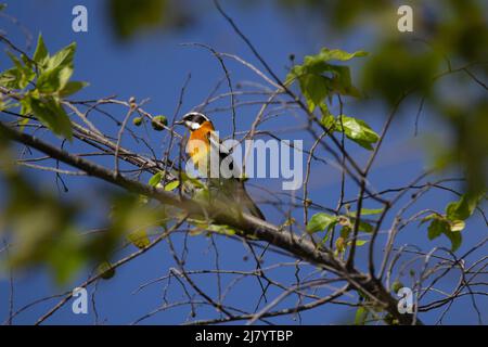 WESTERN spinalis (Spindalis zena) kleiner orangefarbener und brauner Vogel mit einem weißen Kopf und einem schwarzen Auge, der auf einem Ast mit blauem Himmel im Hintergrund sitzt Stockfoto