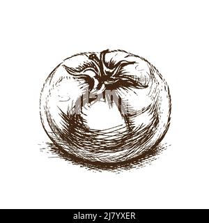 Brown sketch of single tomato in classic engraved style on white Stock Vektor