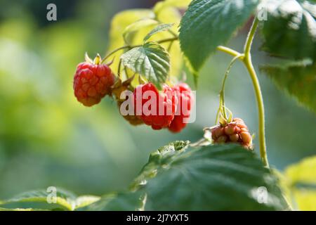 Beeren von roten süßen und leckeren Himbeeren sauer auf Ästen im Sommergarten Stockfoto