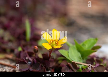 Mactro-Aufnahme einer blühenden schleichenden Waldschneckenblume (oxalis corniculata) Stockfoto