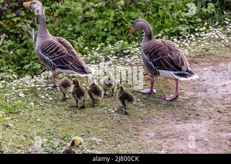 Familie Graugänse (Anser anser) bei einem Familienausflug Stockfoto