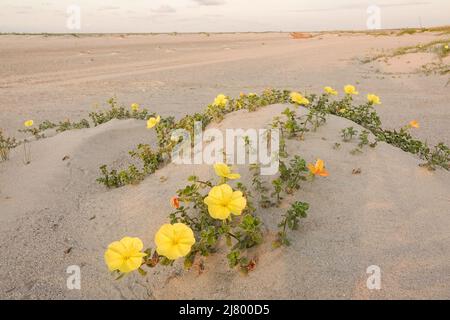 Seabeach Evening Primrose Wildblumen auf einer Sanddüne entlang des Strandes auf der Isle of Palms, South Carolina. Stockfoto