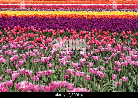 Ein buntes Feld mit hellen Tulpen (Tulipa) auf einer Blumenfarm während des Skagit Valley Tulip Festivals im Frühling. Stockfoto