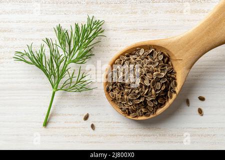 Rohe Dillsamen in einem Holzlöffel und Zweig aus frischem grünem Dill auf einem rustikalen Holztisch. Kochen mit natürlichen Gewürzen und Gewürzen. Anethum graveolen Stockfoto