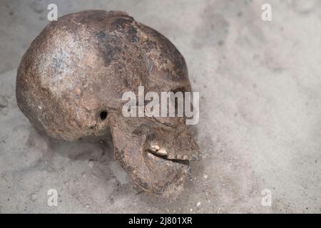 Archäologische Stätte, ein Schädel wurde im Boden gefunden. Historische Forensik, altes Grab mit menschlichen Überresten. Konzentrieren Sie sich auf die Seite des Unterkiefers Stockfoto