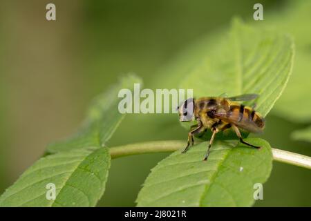 Batman Hoverfly (Myathropa florea) Stockfoto