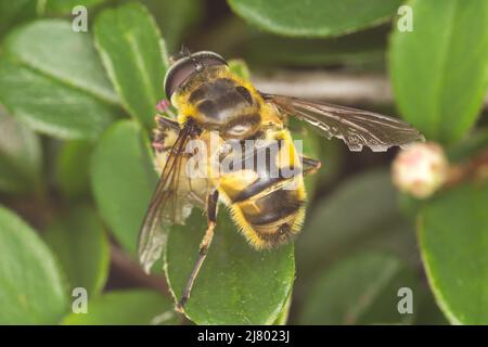 Batman Hoverfly (Myathropa florea) Stockfoto