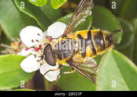 Batman Hoverfly (Myathropa florea) Stockfoto