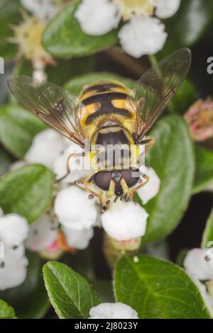 Batman Hoverfly (Myathropa florea) Stockfoto