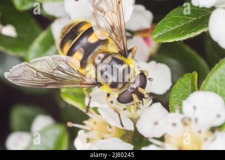 Batman Hoverfly (Myathropa florea) Stockfoto