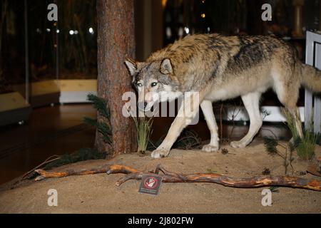 Der Wolf (Canis lupus) ist rezent das größte Raubtier aus der Familie der Hunde (Canidae). Wölfe leben meist in Rudeln, Gattung: Wolfs- und Schakalart Stockfoto