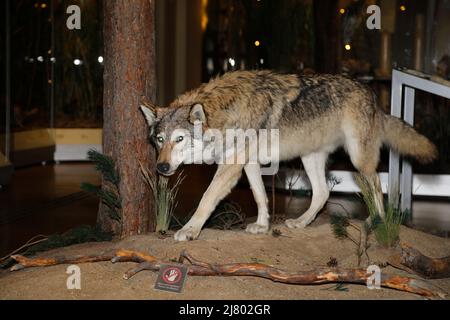 Der Wolf (Canis lupus) ist rezent das größte Raubtier aus der Familie der Hunde (Canidae). Wölfe leben meist in Rudeln, Gattung: Wolfs- und Schakalart Stockfoto