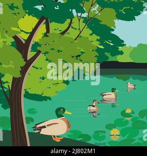 Enten auf Teich im Sommer städtischen Garten Vektor-Poster. Öffentlicher Stadtpark im Hintergrund. Grüner Baum, Wasserpflanze, Naturpark See Feuchtgebiet Landschaft. Stock Vektor