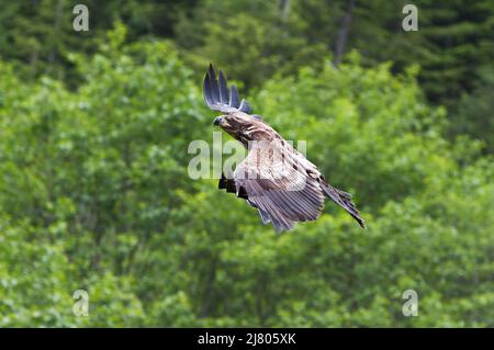 Ein junger Weißkopfadler (Haliaeetus leucocephalus) im Flug gegen das leuchtend grüne Laub eines Alaskan-Waldes. Stockfoto