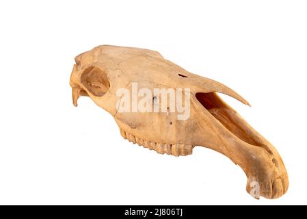 Pferd Pferd (Equus caballus) Säugetier mit Naturen Zähne und Schädel Anatomie auf weißem Hintergrund. Naturen und Biologie von Haustieren. Stockfoto